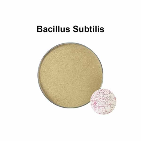 Bacillus Probiotics Bacillus subtilis is a microorganism for animal gut health