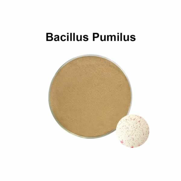  Bacillus Pumilus