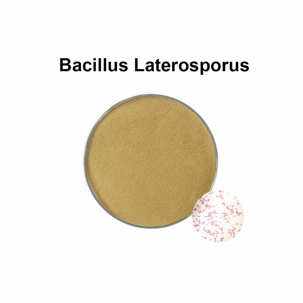 Bacillus laterosporus