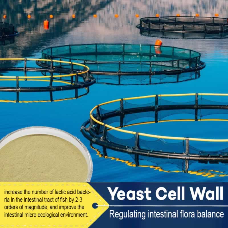 Benefits of Yeast Cell Wall in Aquaculture